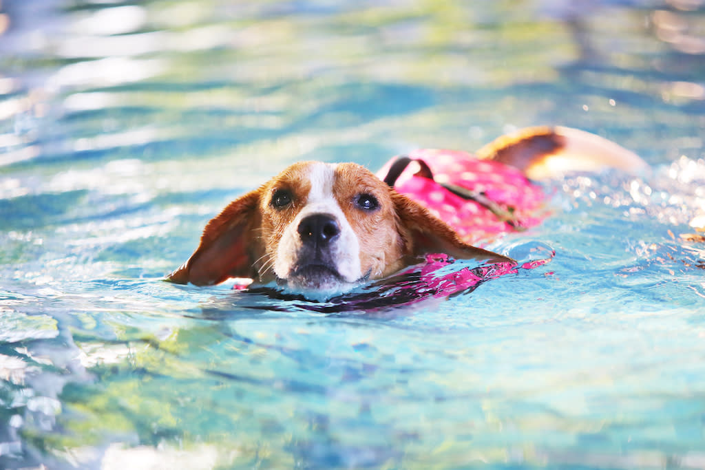 Qu'il sache nager ou non, un chien sera toujours plus en sécurité avec un gilet de sauvetage. (Photo : Getty Images)