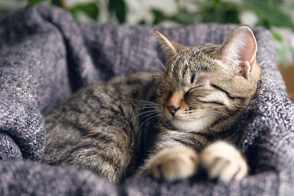 A relaxed tabby cat sleeps on a blanket. (Photo: Aleksandr Zubkov via Getty Images)