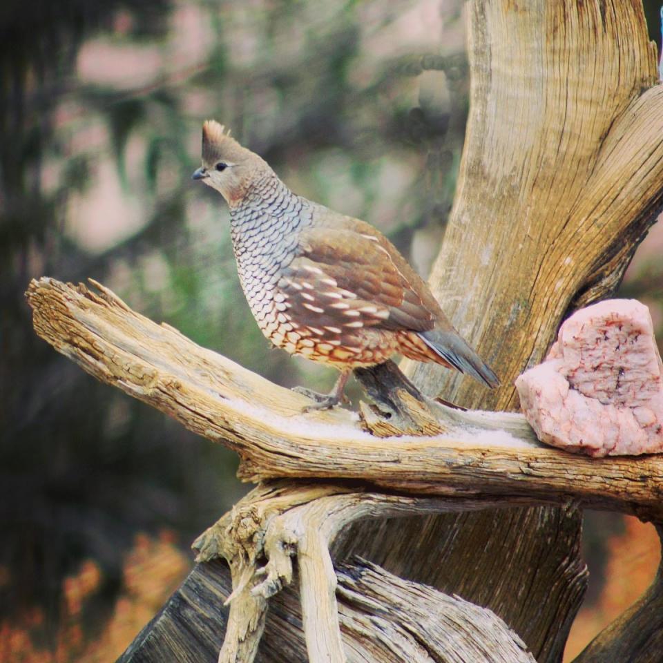 Scaled quail will be among birds of the Arkansas River cooridor discussed during a March 14th event in Pueblo.
