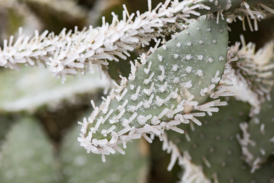 Ice covers the spines of a cactus at the University of Texas of the Permian Basin Friday, Feb. 12, 2021, in Odessa,Texas. Friday is the second day the Permian Basin has seen freezing weather as a Winter Weather Advisory issued by the National Weather Service for the region remains in effect until 11 a.m. Saturday. The NWS forecasts that the cold temperatures will remain in the Basin throughout the weekend with Sunday night seeing a 70% chance of snow. (AP Photo|Odessa American, Jacob Ford)/Odessa American via AP)