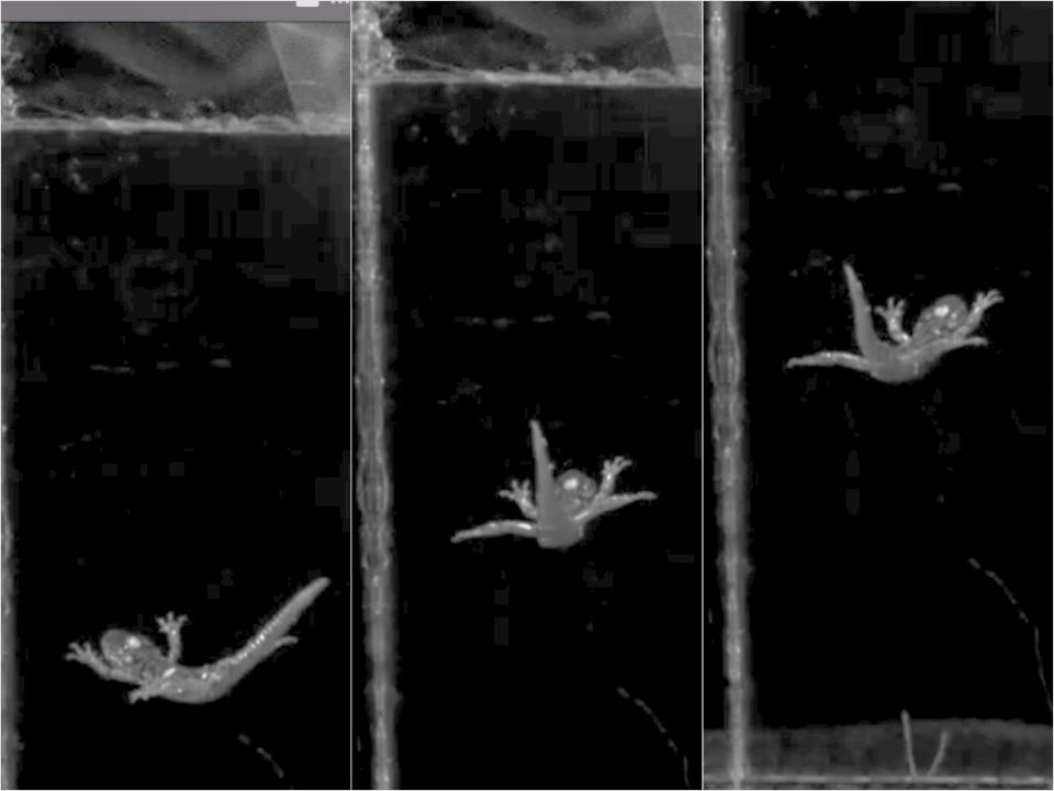 Stills from the video of A. vagrans gliding show the skydiving-like position