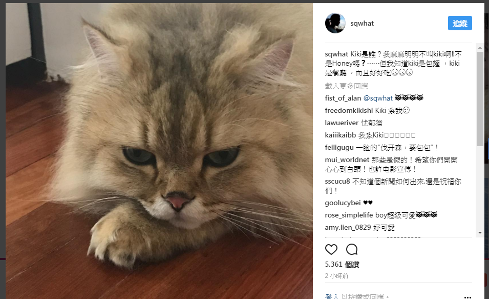 舒淇今日在IG傳貓照，打臉港媒對她的離婚報導。（翻攝自舒淇IG）