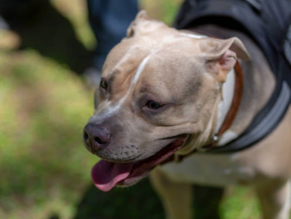 ‘The rise of the American bully is a natural experiment in what happens if you relax a ban,’ said Dr Newport (Getty Images)