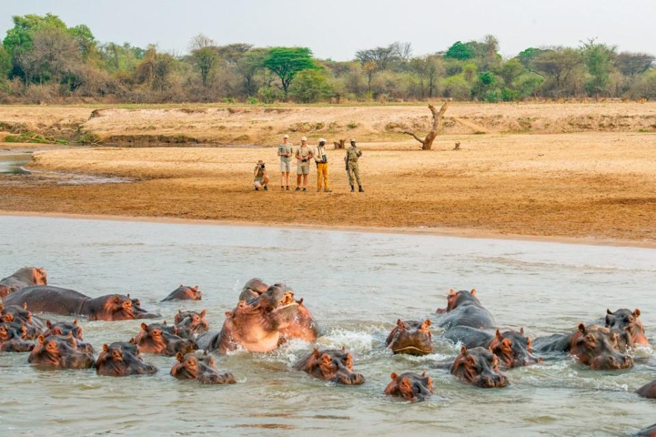 Walkers watch hippos wallow.