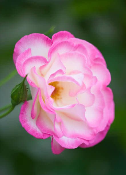 a pink and white rose