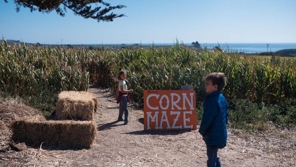 two children about to enter a corn maze on a farm near the coast