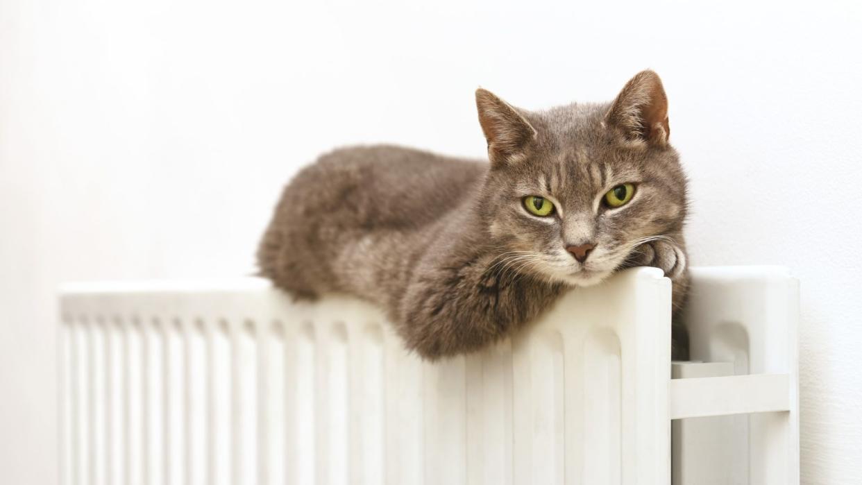  Cat lies on a radiator. 