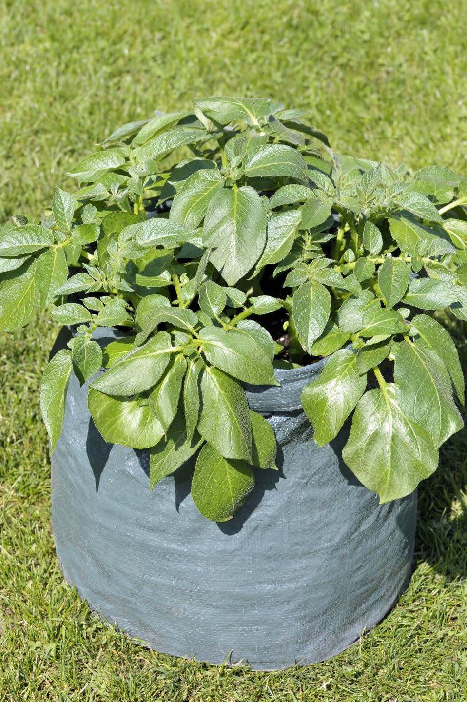 container gardening vegetables potatoes