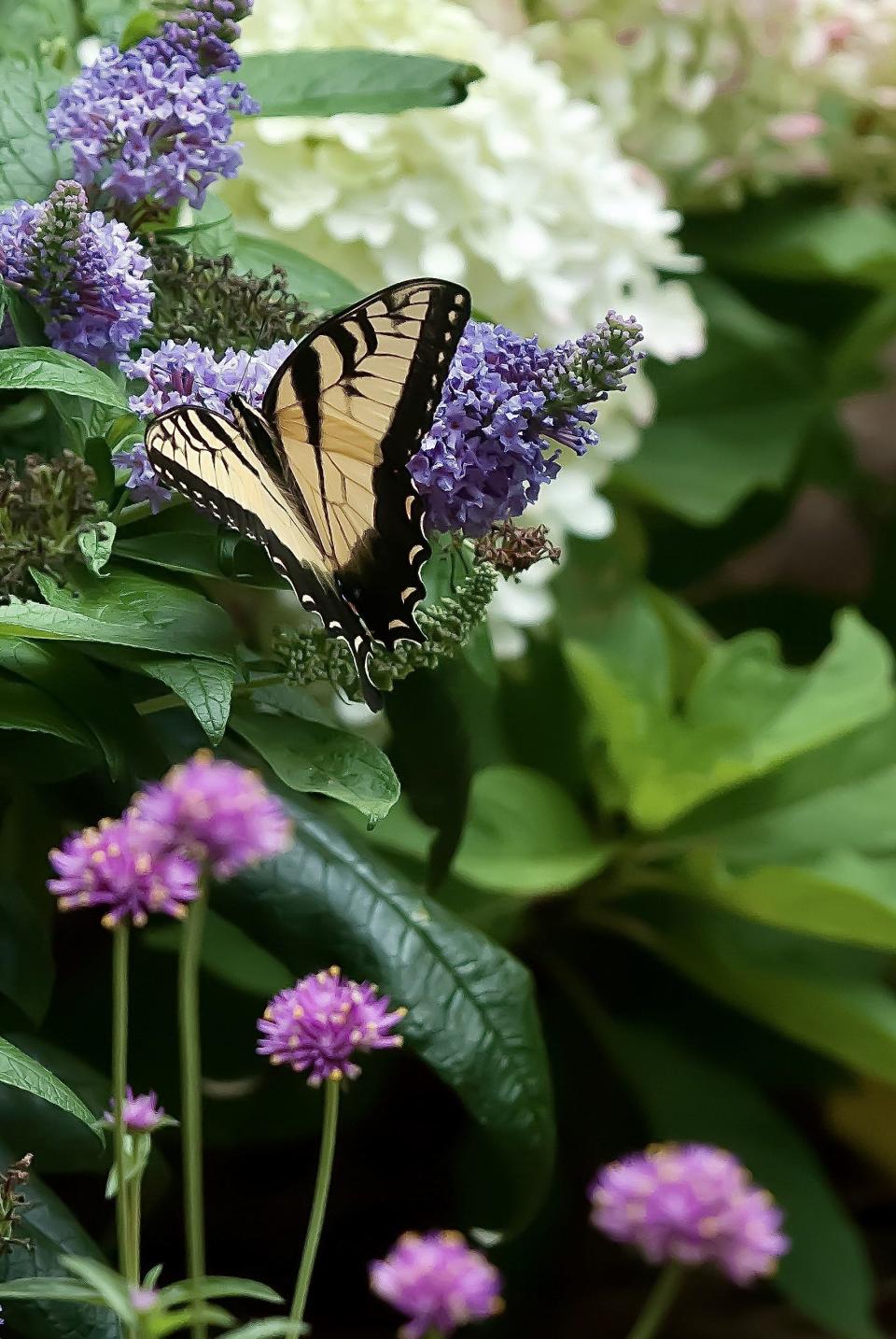 This Eastern Tiger Swallowtail visits a Pugster Amethyst blooming in combination with Truffula Pink gomphrena and Limelight Prime hydrangea.