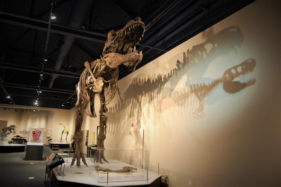 A 19-foot-high cast of a Tyrannosaurus rex fossil is part of the "Tyrannosaurs Meet the Family" exhibition opening Feb. 3 at the Farmington Museum at Gateway Park.