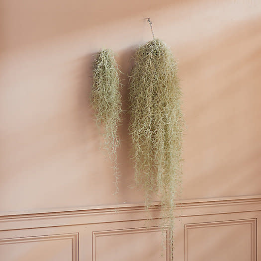 <p><a href="https://go.redirectingat.com?id=74968X1596630&url=https%3A%2F%2Fwww.shopterrain.com%2Fproducts%2Ffresh-spanish-moss-chandelier%3Fvia%3DZ2lkOi8vdXJibi9Xb3JrYXJlYTo6Q2F0YWxvZzo6Q2F0ZWdvcnkvNWM5ZDA1N2I0NWJlYjAxNGFlZWViYzg3&sref=https%3A%2F%2Fwww.menshealth.com%2Ftechnology-gear%2Fg38809454%2Fbest-indoor-plants%2F" rel="nofollow noopener" target="_blank" data-ylk="slk:Shop Now;elm:context_link;itc:0;sec:content-canvas" class="link ">Shop Now</a></p><p>Fresh Spanish Moss Chandelier</p><p>shopterrain.com</p><p>$275.00</p>