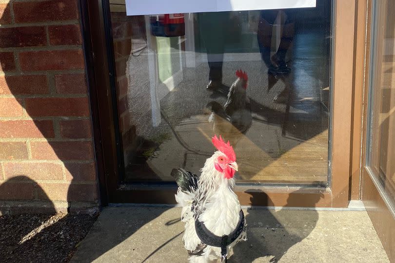 Karen Flynn brought the bird, called Ricky, to vote