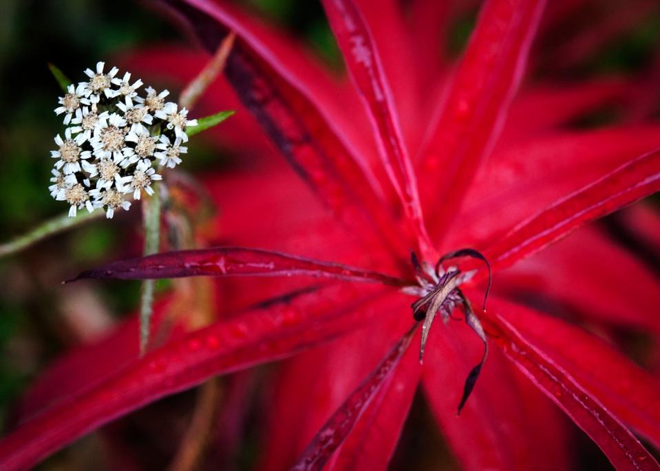 White yarrow and red fall foliage on fireweed in Denali National Park