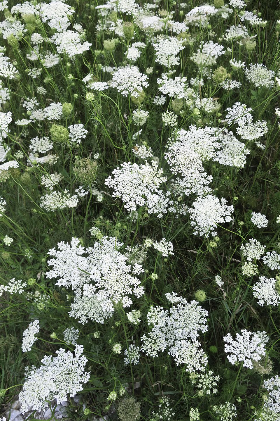 Annuals: Queen Anne's Lace