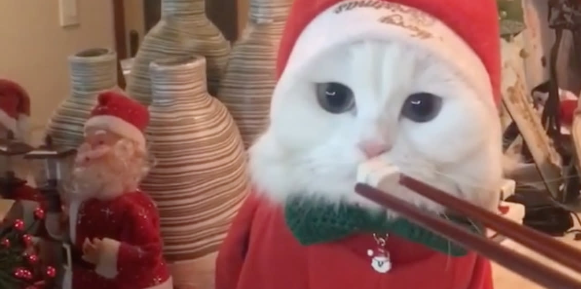 This cat dressed as Santa while using chopsticks is livings its best life
