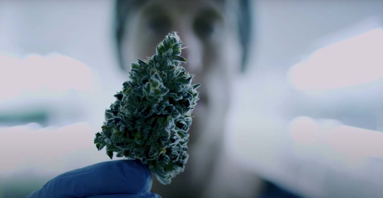 A worker at Aphria's Broken Coast subsidiary holds a cannabis bud. (Aphria/YouTube)