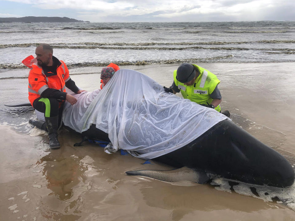 Image: People helping a whale in Macquarie Harbour on the rugged west coast of Tasmania, as hundreds of pilot whales have died in a mass stranding in southern Australia despite efforts to save them, with rescuers racing to free a few dozen survivors (Tasmania Police / AFP - Getty Images)