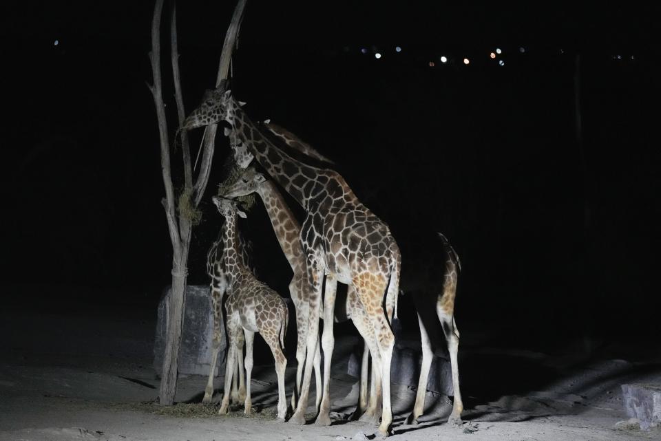 Giraffes forage at the Africam Safari sanctuary on the night a new giraffe named Benito arrived to the large animal park on the outskirts of Puebla in Puebla, Mexico, Tuesday, Jan. 23, 2024. A four-year-old giraffe named Benito arrived Tuesday at his new home where he will live with seven other giraffes. (AP Photo/Fernando Llano)