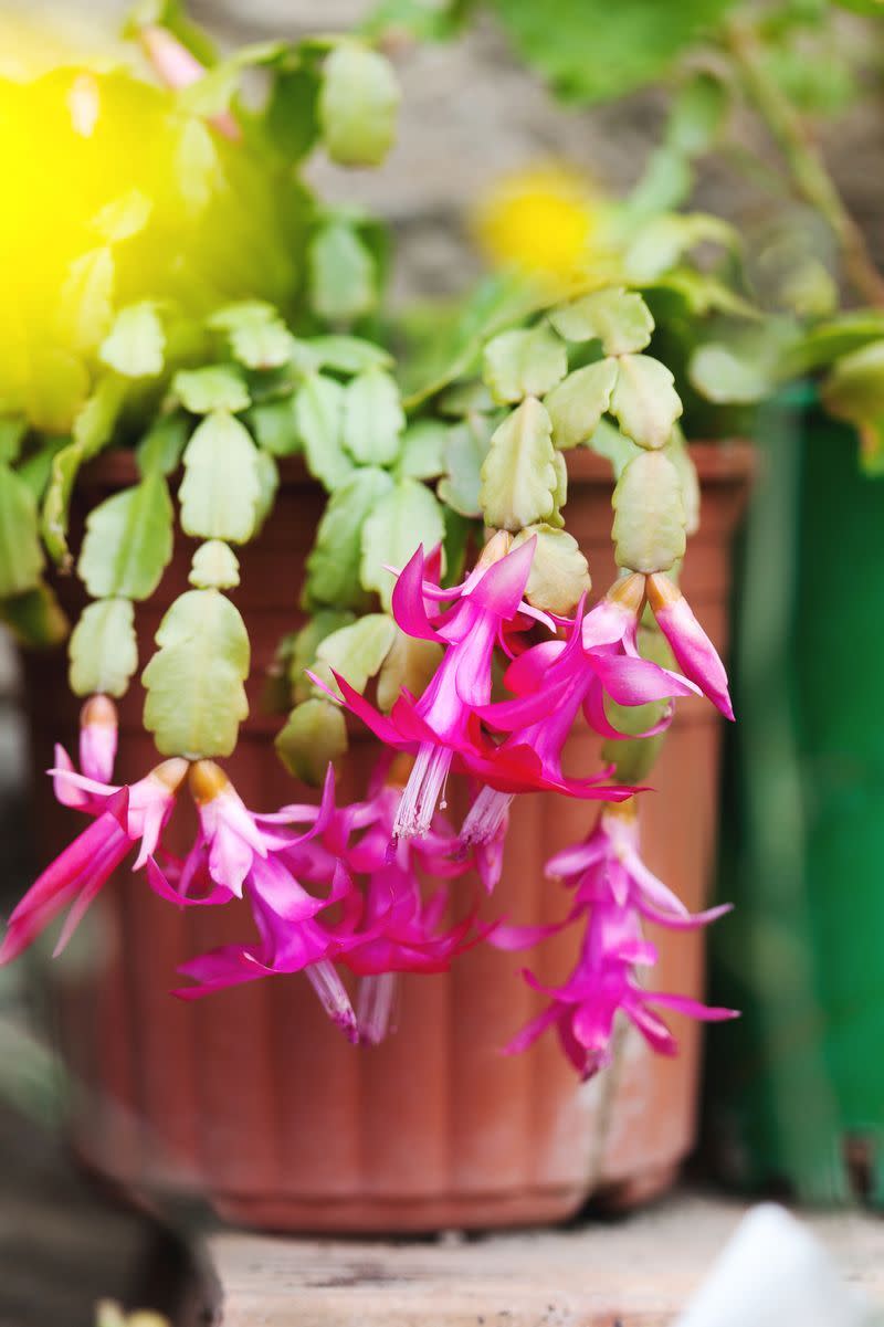 12) Christmas Cactus