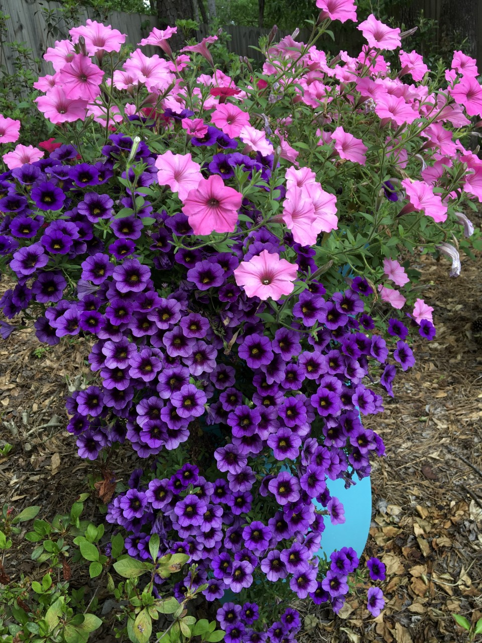 This container in early May was planted in Early October with Supertunia Vista Bubblegum and Superbells Grape Punch calibrachoa.