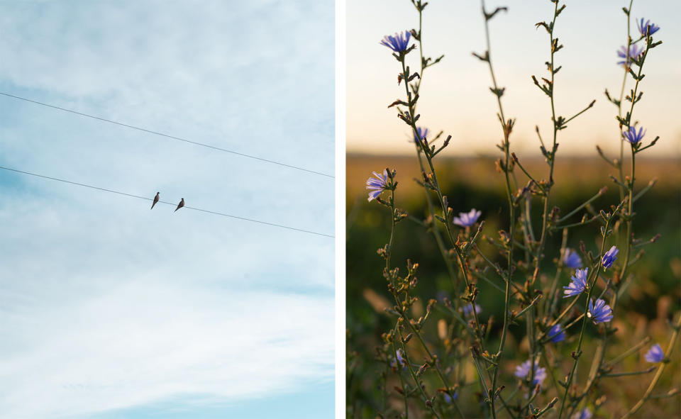 Two images showing birds on a wire and chicory on the side of the road in southeastern Nebraska. (Madeline Cass for NBC News)