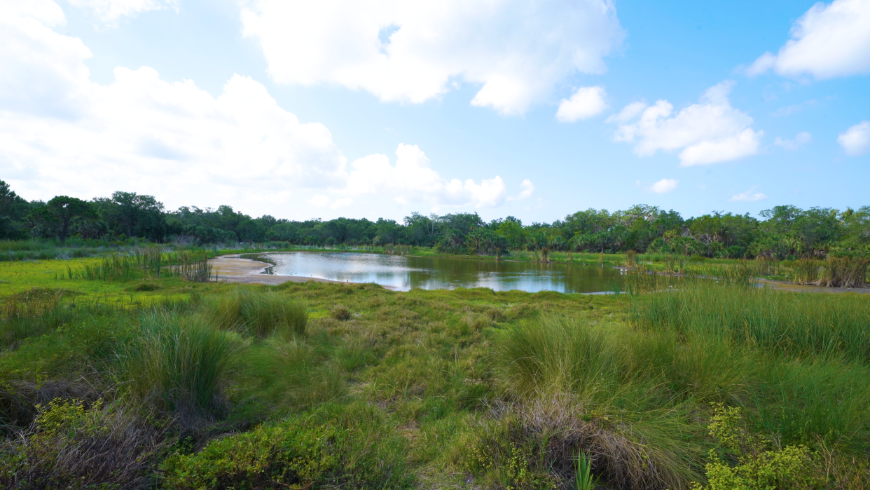 Manatee County is moving forward with a land purchase that will expand the Emerson Point Preserve (pictured) by 98 acres. Image courtesy of Manatee County.