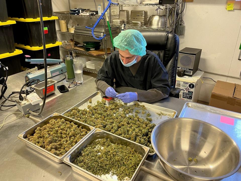 Sean O'Connor trimming up weed for packaging, as seen on April 13, 2023, at Grassroots Vermont in Brandon.