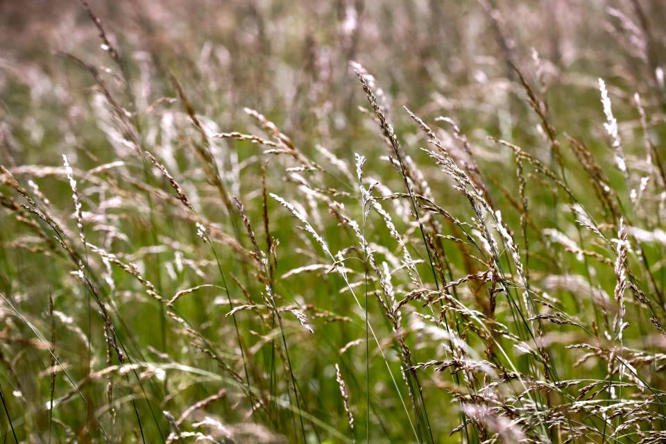 A hay field at the home of Pettus Read, a Rutherford County Commissioner, in the Versailles community on Wednesday, May 29, 2024.