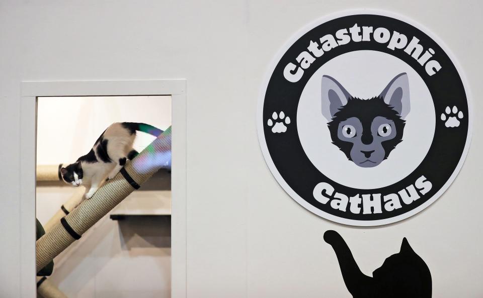 A curious cat peeks out the window of the Catastrophic Cathaus during the Cat Fanciers' Association International Cat Show and Expo at the IX Center, Saturday, Oct. 14, 2023, in Cleveland, Ohio.