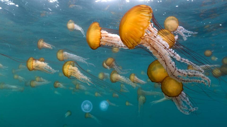 <div class="inline-image__caption">Sea nettles/compass jellyfish can form great dense swarms. Monterey Bay, California, USA</div> <div class="inline-image__credit">Netflix</div>