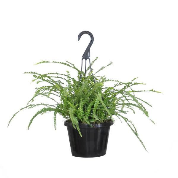 3) Lemon Button Fern