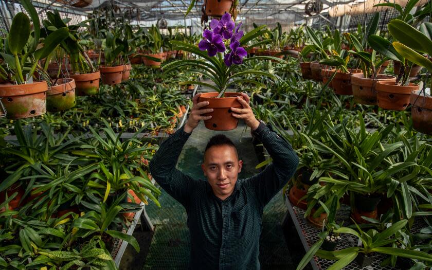 SAN MARINO, CA-AUGUST 3, 2023:Brandon Tam, Associate Curator of the orchid collection at The Huntington, holds up a Vanda orchid, while photographed inside one of the orchid collection greenhouses. (Mel Melcon / Los Angeles Times)