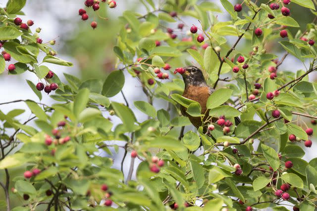 <p>mirceax/Getty Images</p> American Robin in Juneberry tree