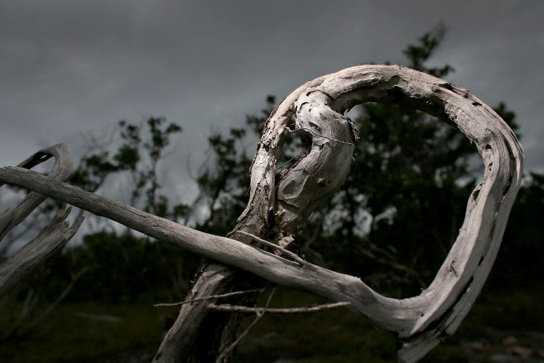 A dead buttonwood tree is seen amid mangroves in Big Pine Key, Florida, after the buttonwood succumbed to salt water incursion, on September 11, 2013