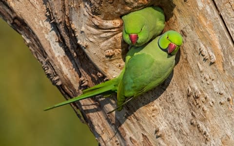 Parakeets Perching On Tree Trunk - Credit: Getty Images