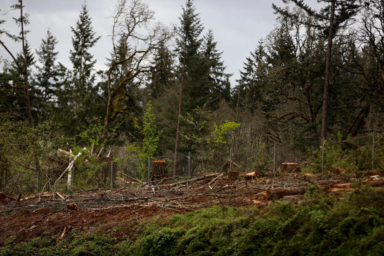 A fence shows the separation between private property and ODOT land where trees have been cleared near the Delaney Road exit along the southbound lanes of Interstate 5.