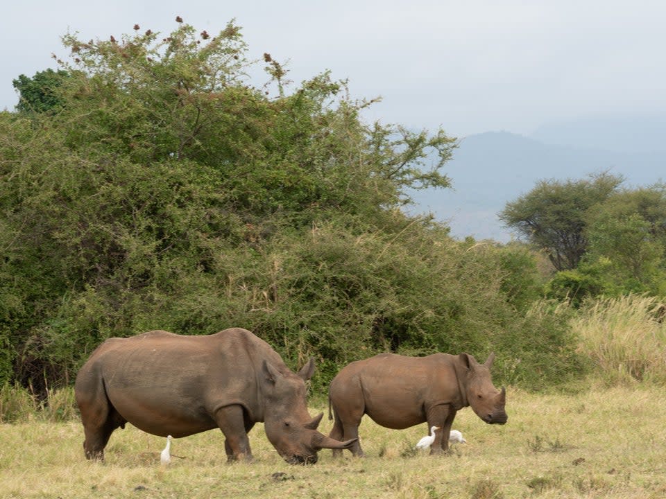 Rhinos in Kenya’s Meru National Park Rhino Sanctuary (Sheldrick Wildlife Trust)