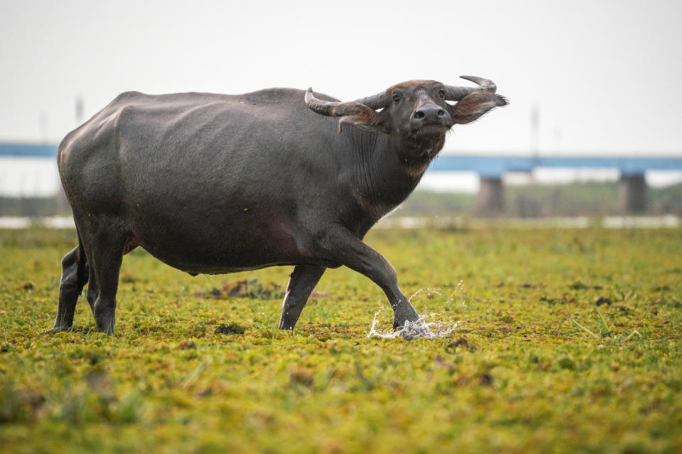 Todas las partes de los animales sacrificados son usados para diferentes fines (Foto:Getty)