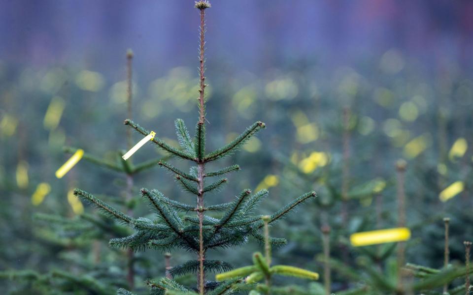 If you’re buying a real tree this year, you need to make sure it won’t shed every single needle before Christmas Eve - Alamy