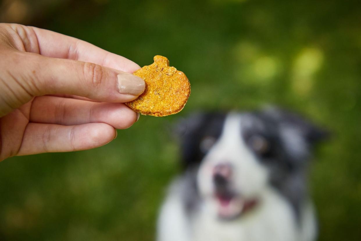 woman holding homemade dog pumpkin treat with border collie looking on in background