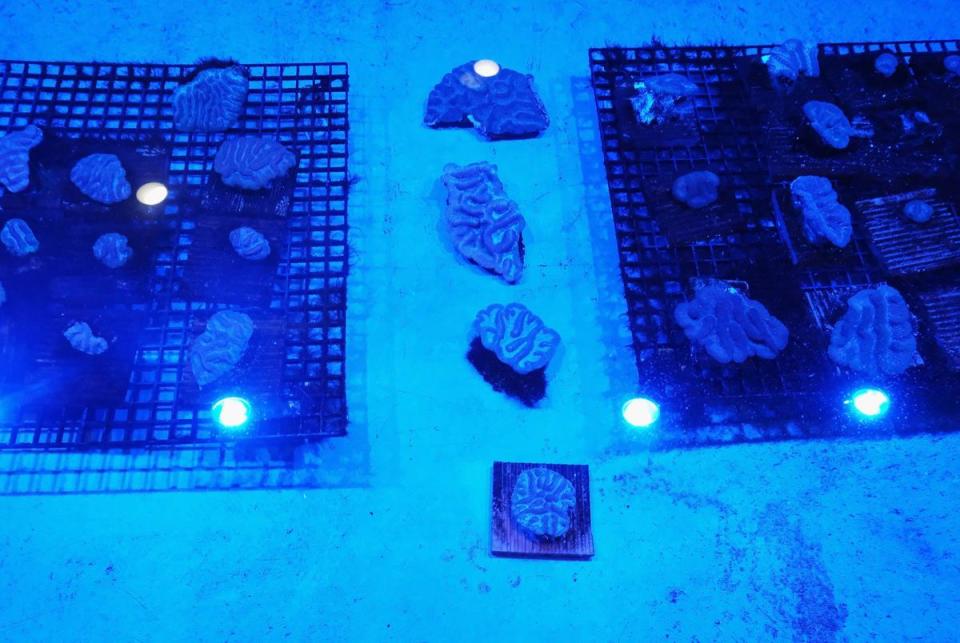 A coral colony rests in the culture tray at Moody Gardens Aquarium's Coral Rescue Lab on Friday, Feb. 9, 2024, in Galveston, Texas.