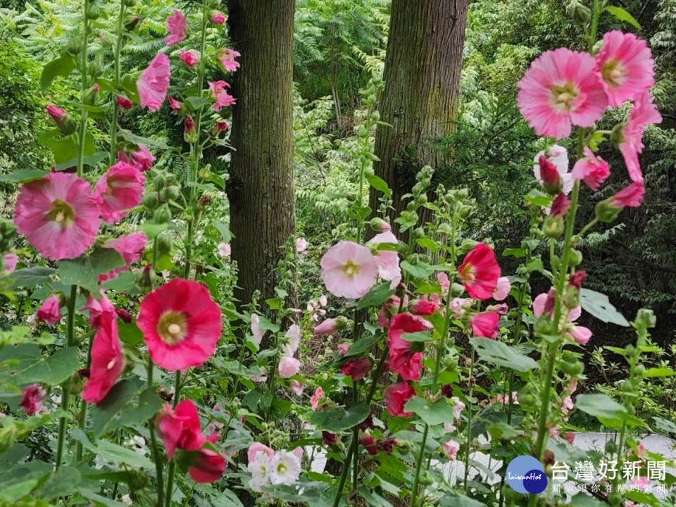 武陵農場蜀葵花繽紛亮麗、多彩多變，有白、粉紅、桃紅、絳紅、紫紅色等多層次花色。