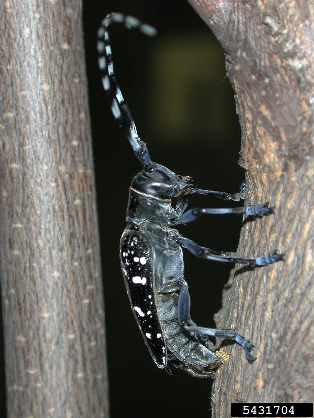 The Asian longhorned beetle