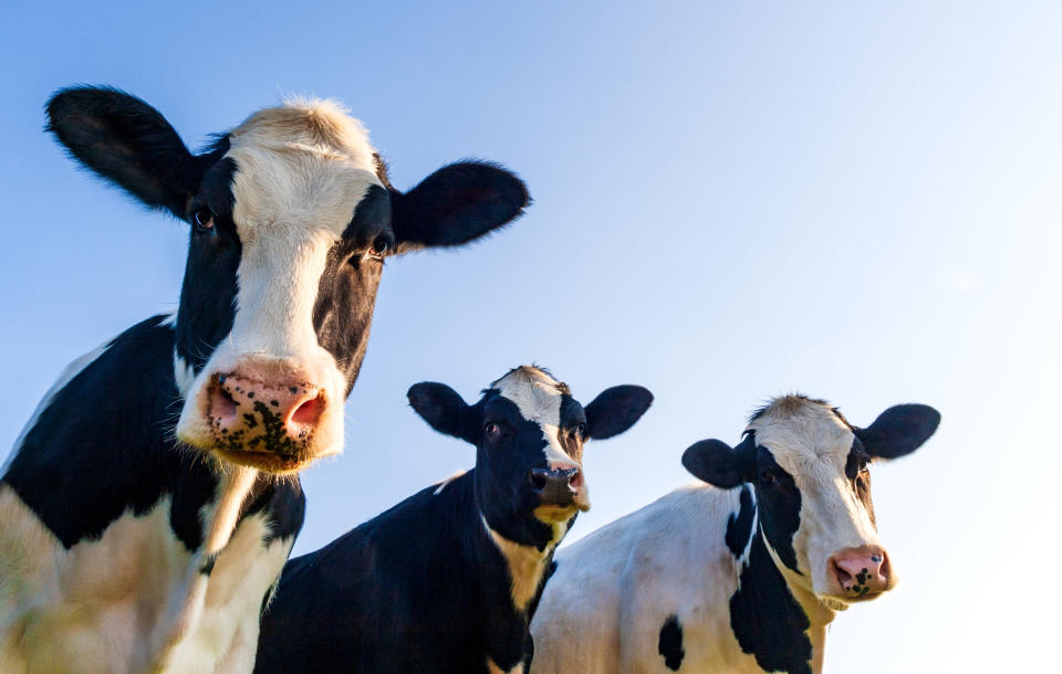 Three cows look into the camera