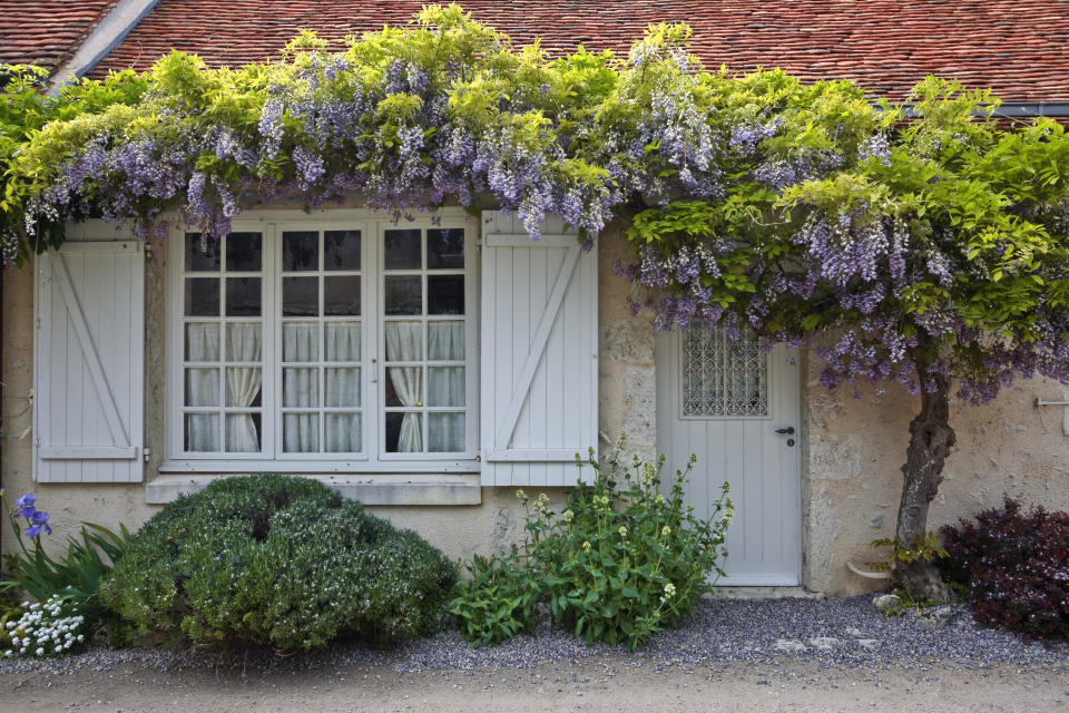 Die Kletterpflanze Blauregen ist wunderschön - und äußerst robust. (Bild: Getty Images)