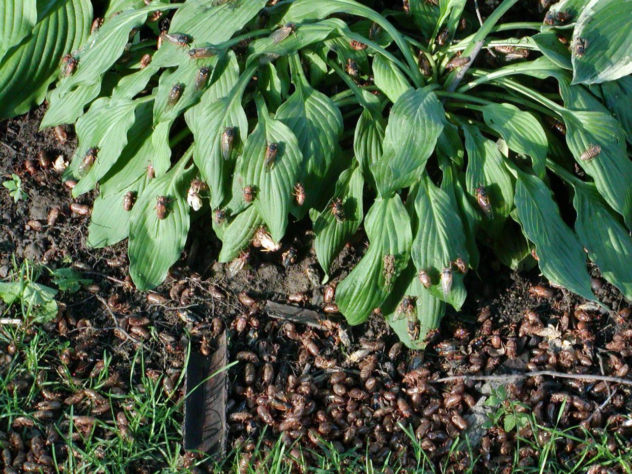 Emergent swarm of 17 year locust in 2004.