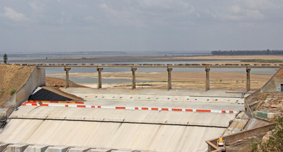 About 1500 cattle moving across the Fairbairn Dam wall in Emerald, Queensland.