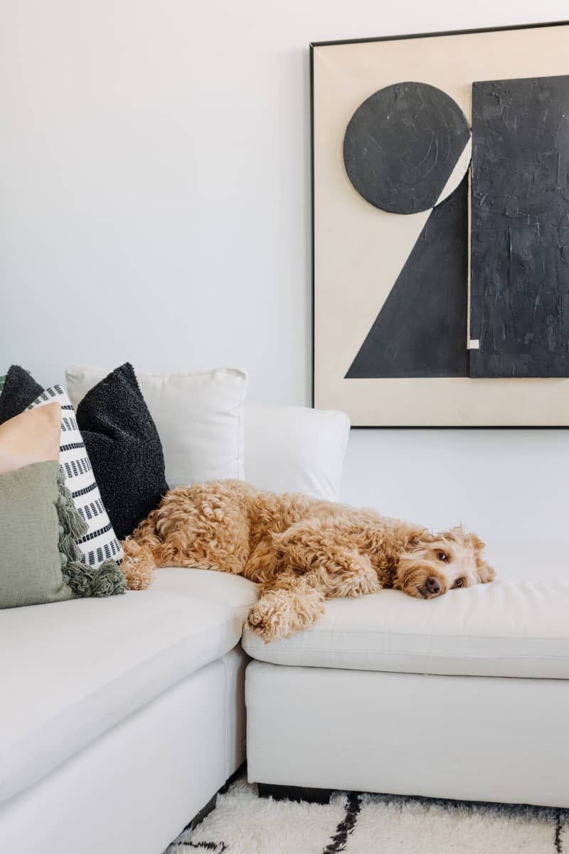 dog lying on pale gray sofa in modern white living room