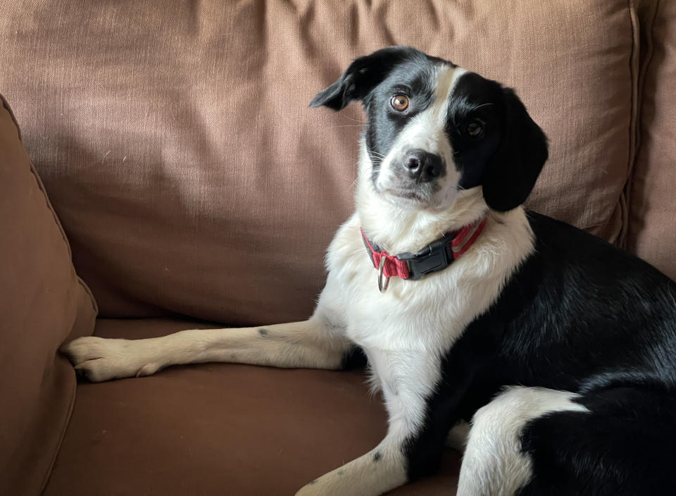 A black and white dog with a red collar is lying on a brown couch