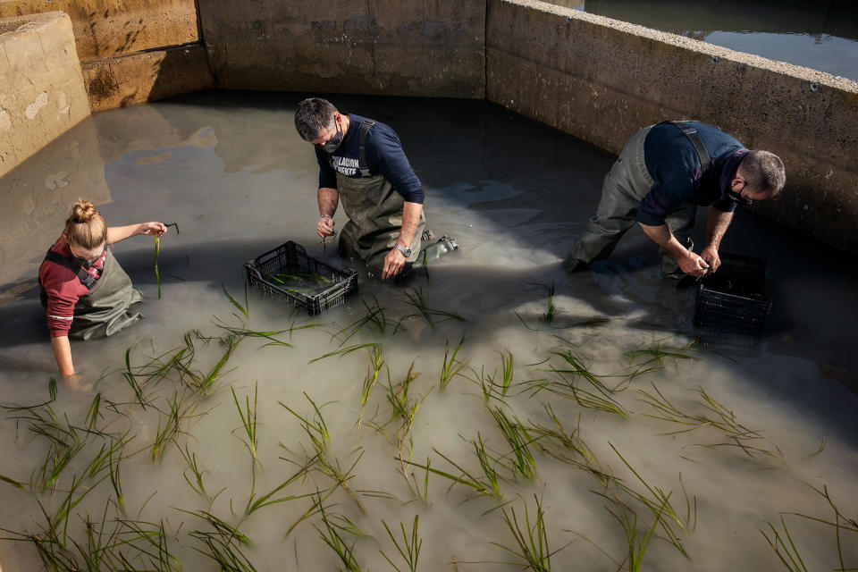 Juan Martín, center, of Aponiente works on the seagrass fields planted near León’s restaurant